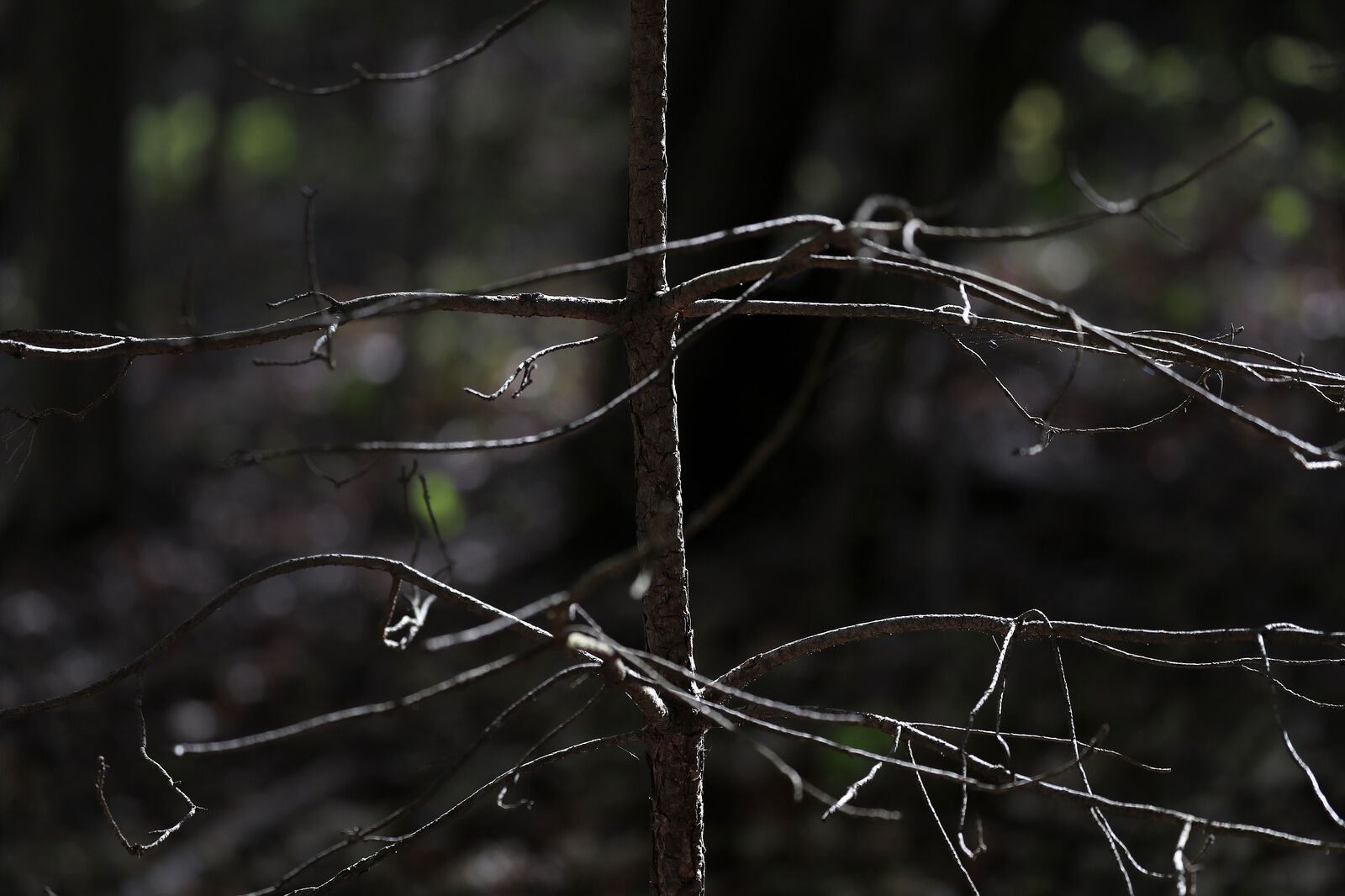 Tree contrast